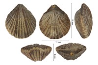 Gemmarcula astierianas